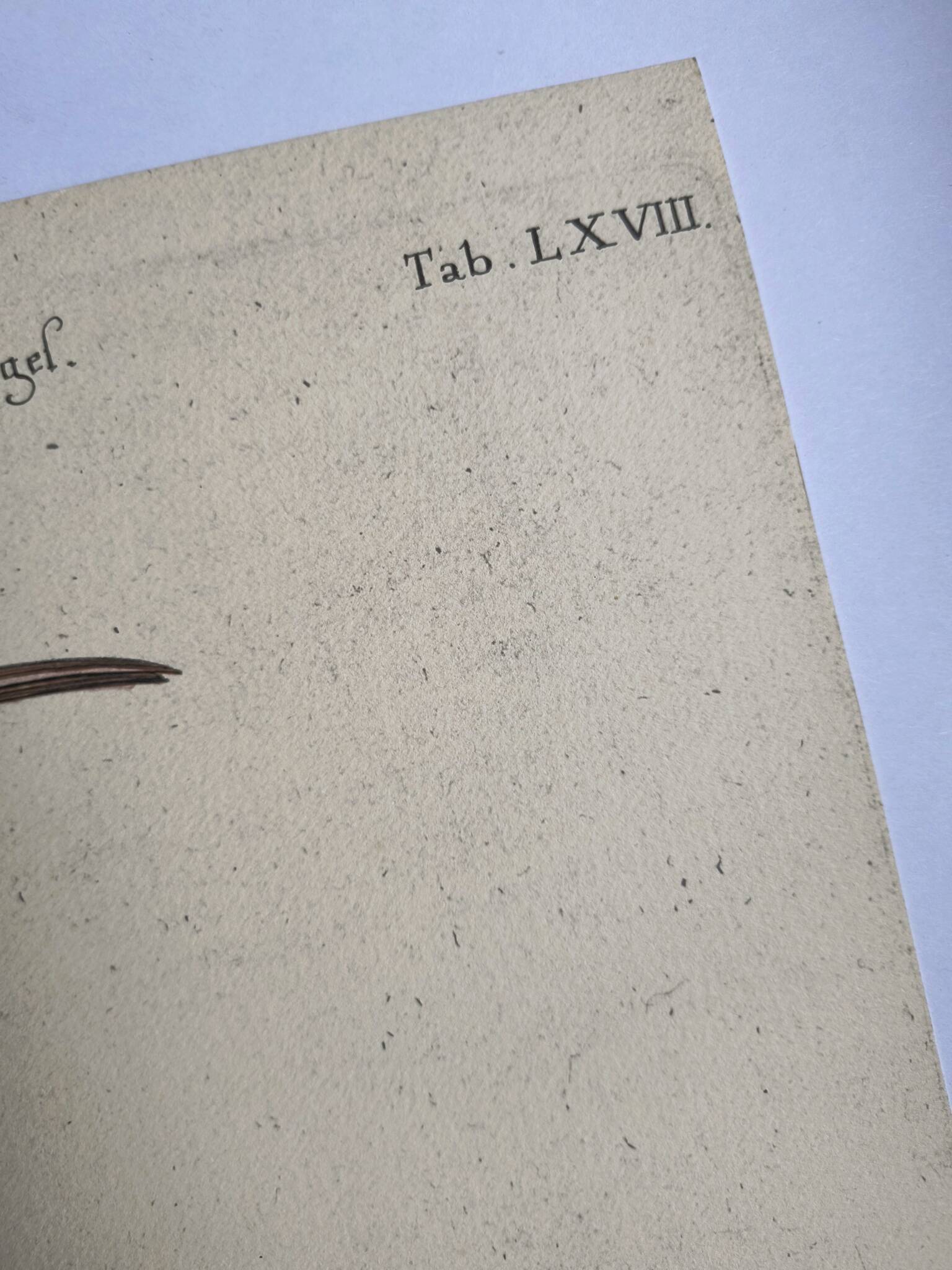 Antique bird engraving - Red Whimbrel - Nature plate by Seligmann