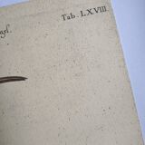 Antique bird engraving - Red Whimbrel - Nature plate by Seligmann