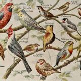 Lithograph on aviary birds - 1920