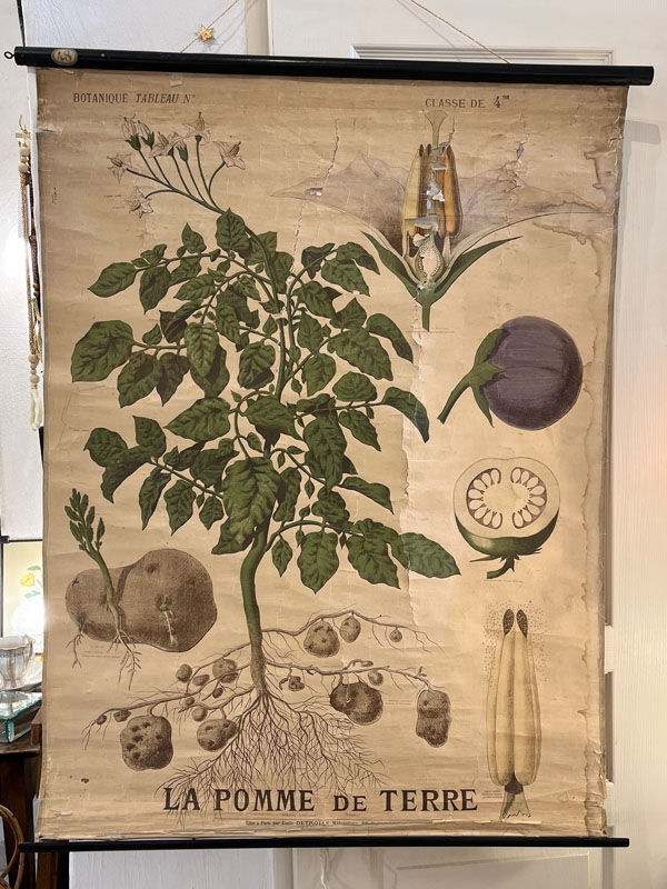 Old Deyrolle board "The potato"