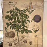 Old Deyrolle board "The potato"