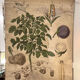Ancienne planche Deyrolle “La pomme de terre”