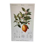 Botanical board Orange tree