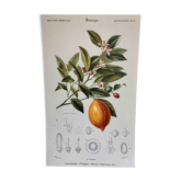 Botanical board Orange tree