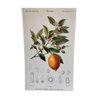 Botanical board Orange tree