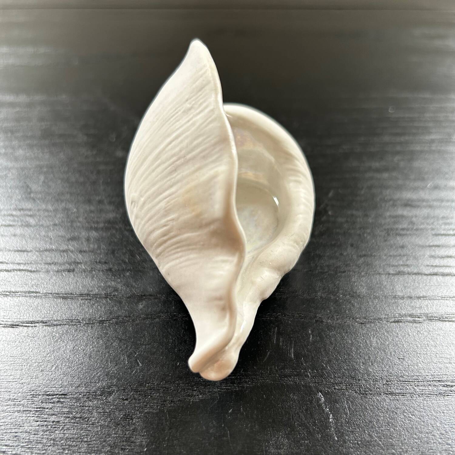 Biscuit shell candle holder