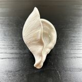 Biscuit shell candle holder