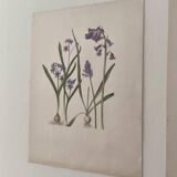 Old botanical illustrator