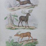 Affiche - gravure zoologique ancienne - renne/élan/axis (mi 19ème)