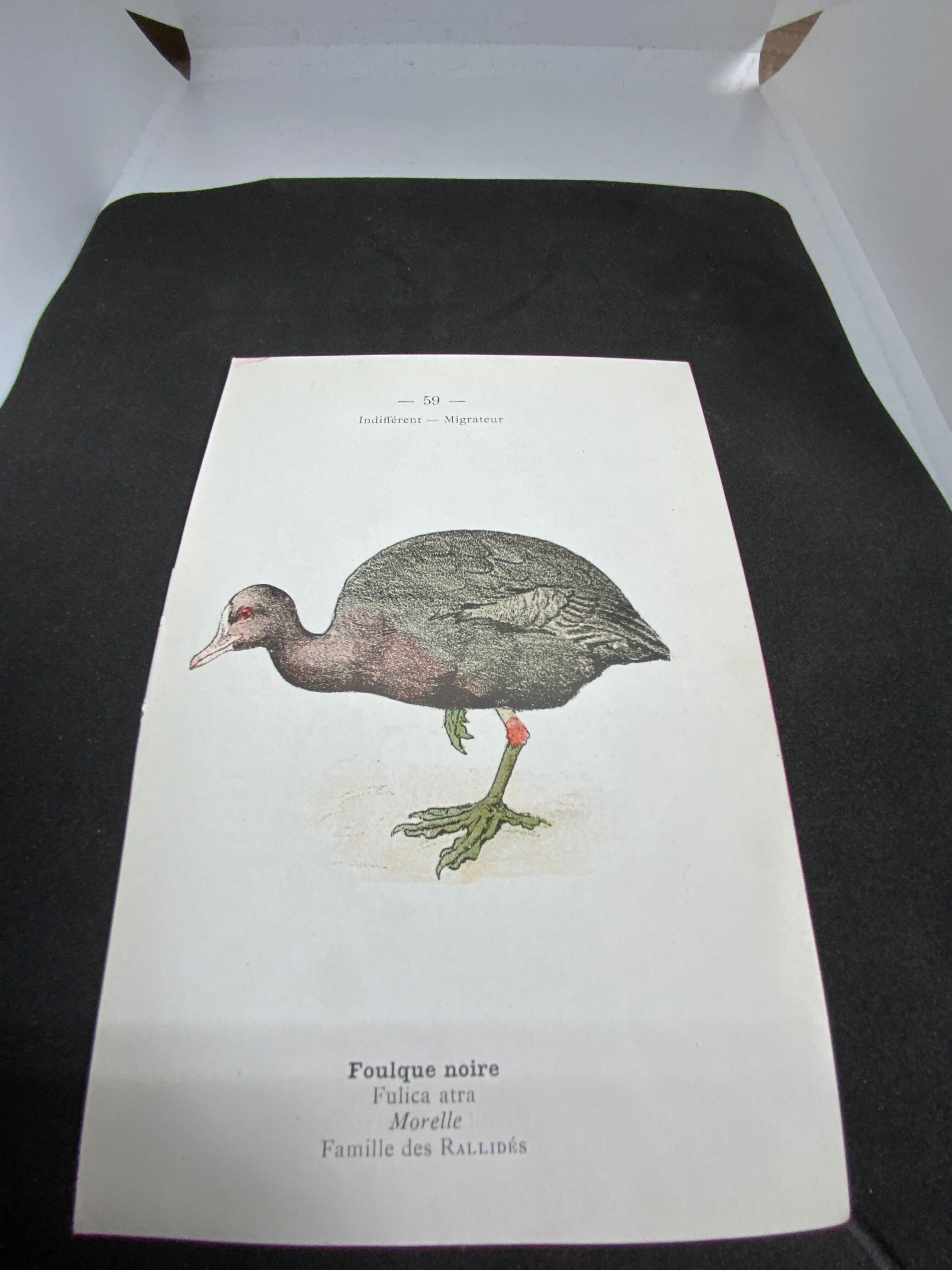 Naturalist plate old birds double-sided engraving work 1908 G. Denise