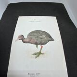 Naturalist plate old birds double-sided engraving work 1908 G. Denise