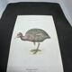 Planche naturaliste ancienne oiseaux gravure double face ouvrage 1908 G. Denise