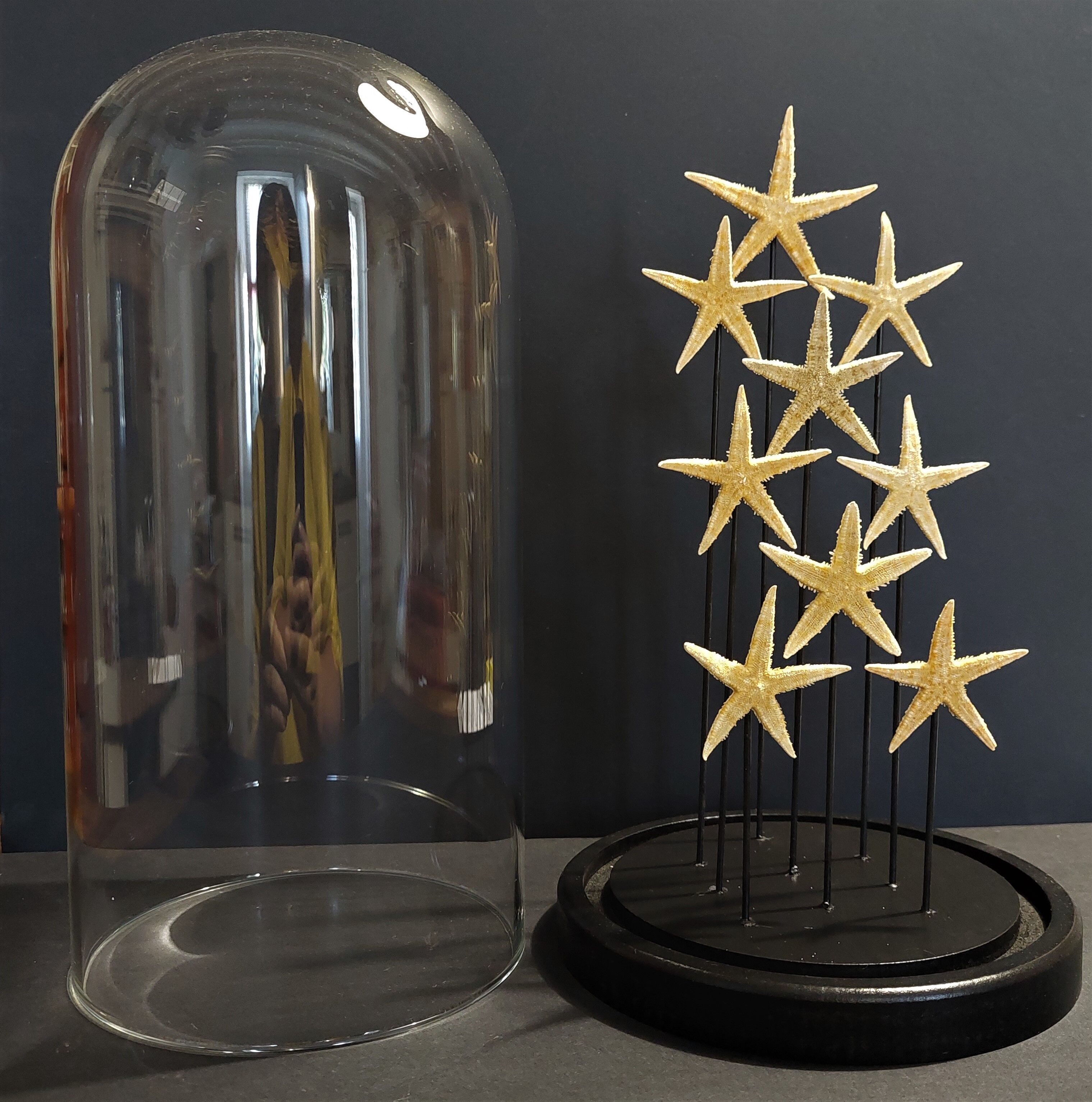 Cabinet of Curiosities globe with starfish asteroidea sp.