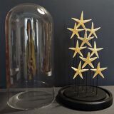 Cabinet of Curiosities globe with starfish asteroidea sp.