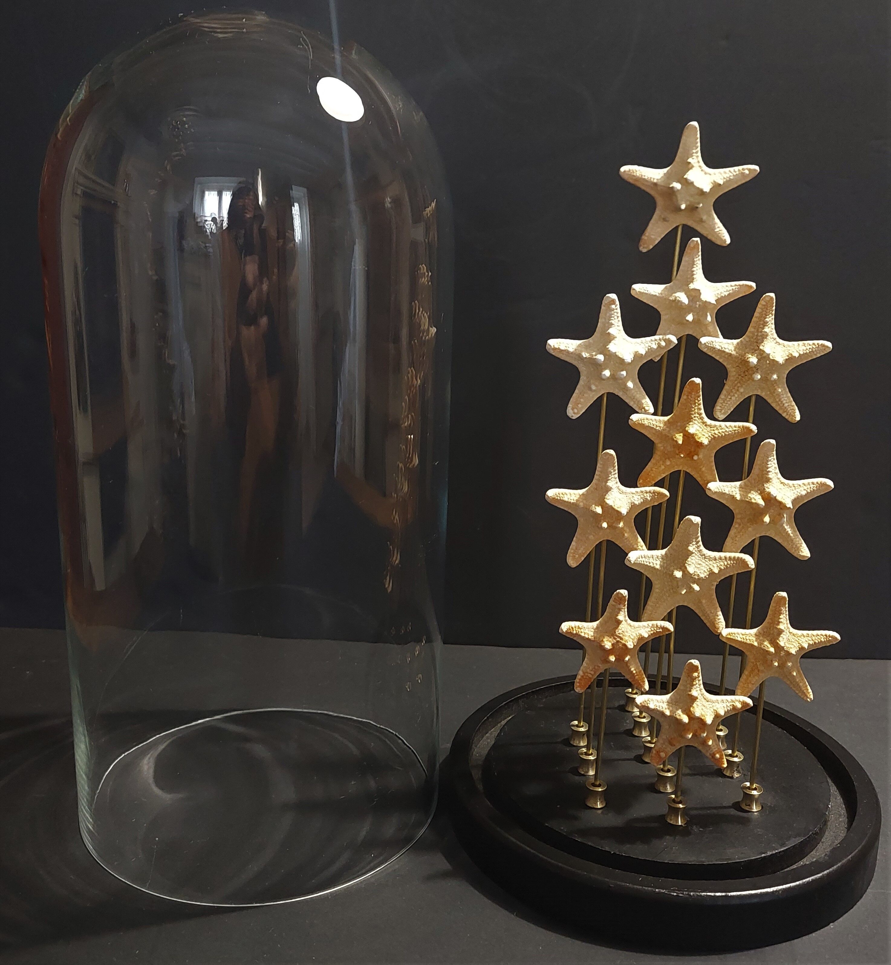 Cabinet of Curiosities starfish globe protoreaster nodosus