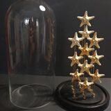 Cabinet of Curiosities starfish globe protoreaster nodosus