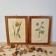 Paire de cadres vintage aquarelles fleurs
