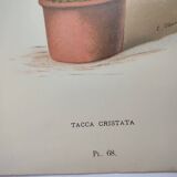 Antique botanical engraving from 1897 - Tacca Cristata - Plant plate