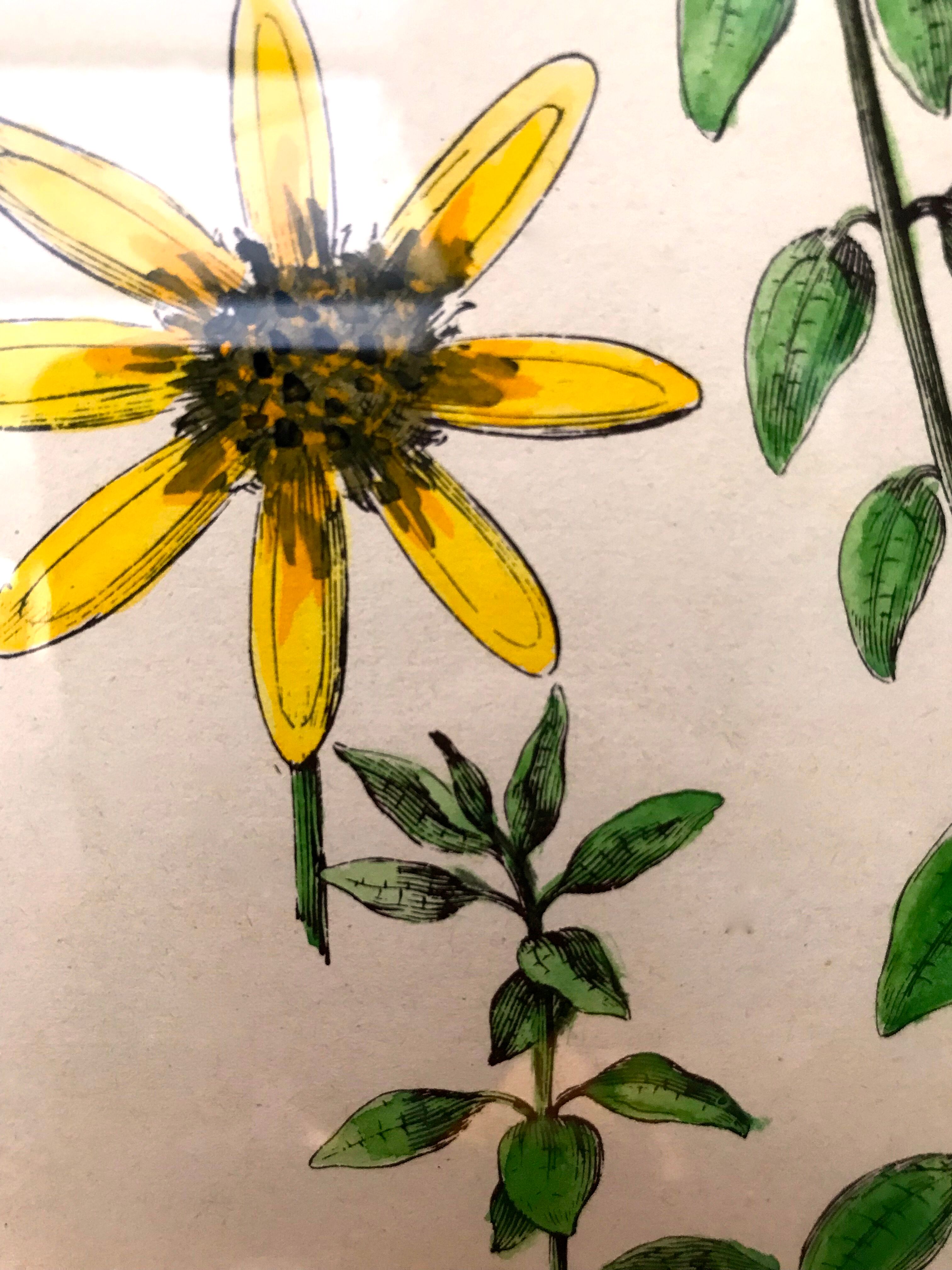 Painting golden yellow flowers wooden frame vintage botanical encyclopedia Lamarck