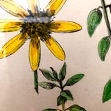 Painting golden yellow flowers wooden frame vintage botanical encyclopedia Lamarck