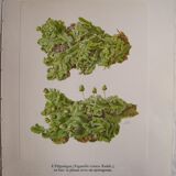 Hepathic botanical plate