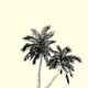 Jungle 03