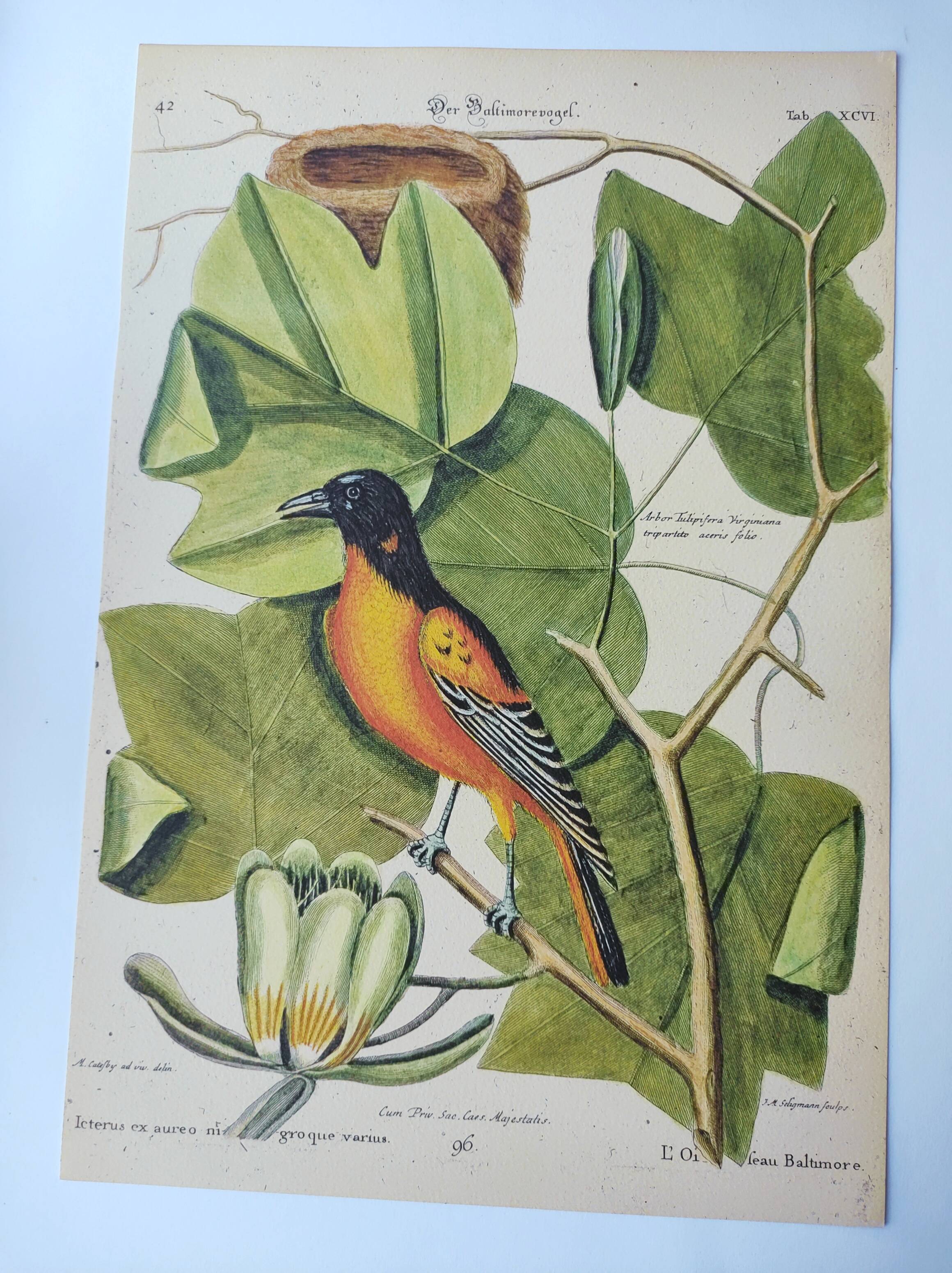 Antique bird engraving - Baltimore bird - Zoological plate by Seligmann & Catesby
