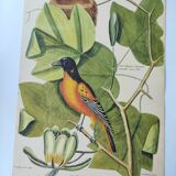 Gravure ancienne oiseau -Oiseau Baltimore- Planche zoologique de Seligmann & Catesby