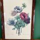 Vintage frame drawing of anemones by Redouté.
