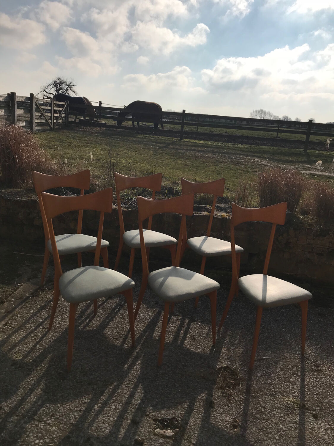 Set of six Ico Parisi chairs