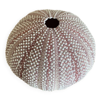 Vintage pink sea urchin