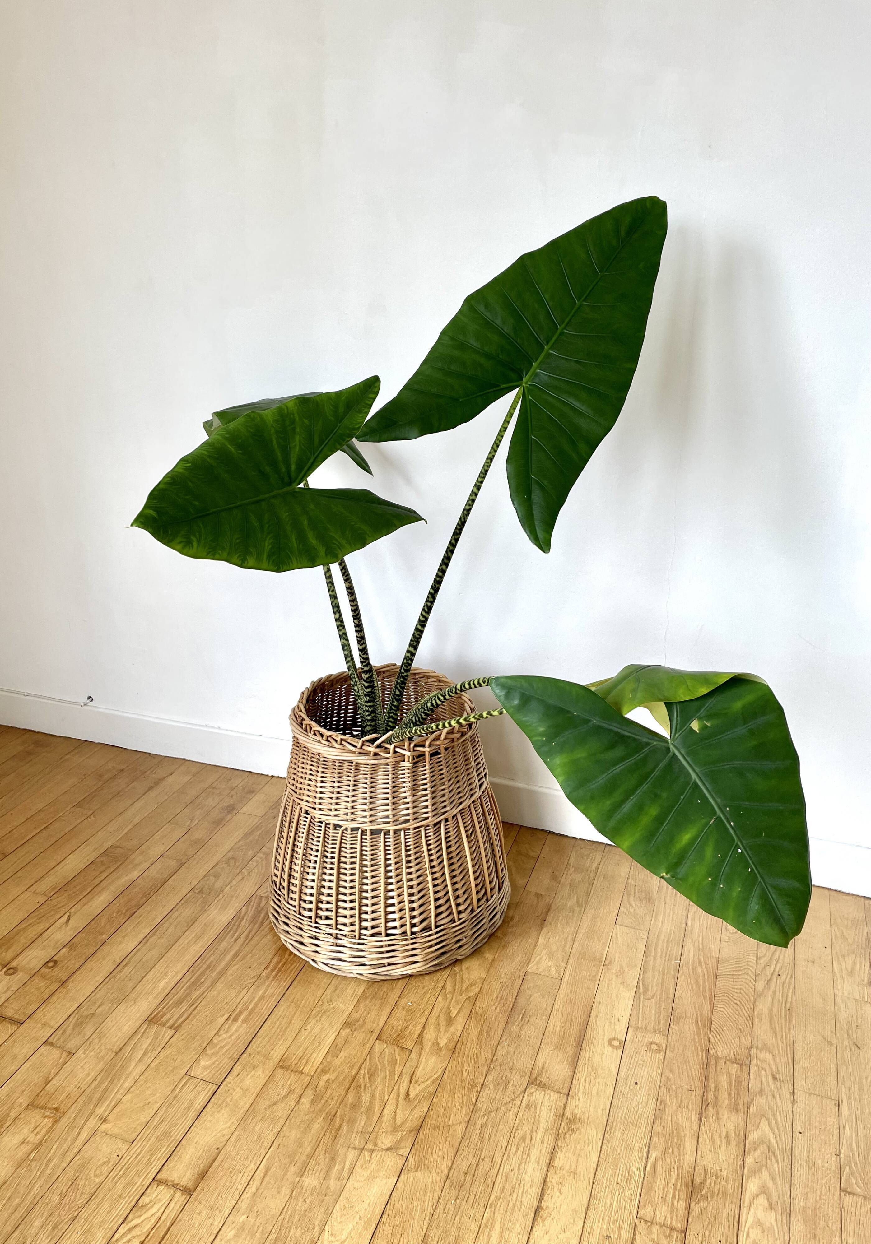 Vintage Rattan Pot Cache
