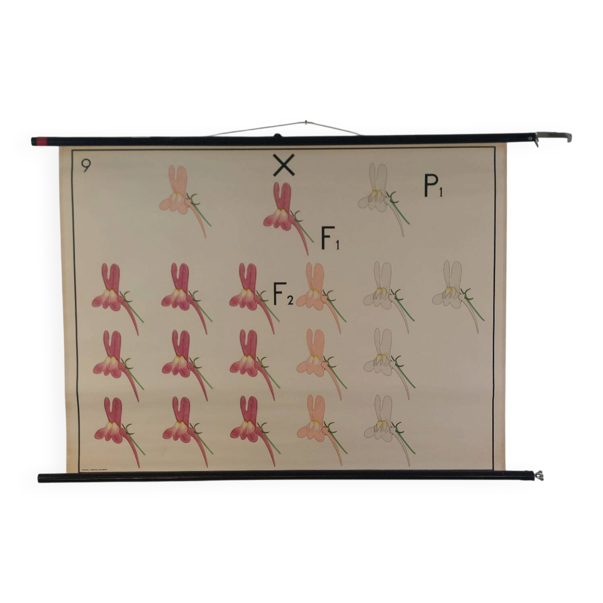 Vintage educational wall hanging roll chart biology genetics