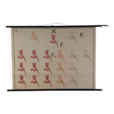 Affiche murale éducative vintage sur la biologie et la génétique