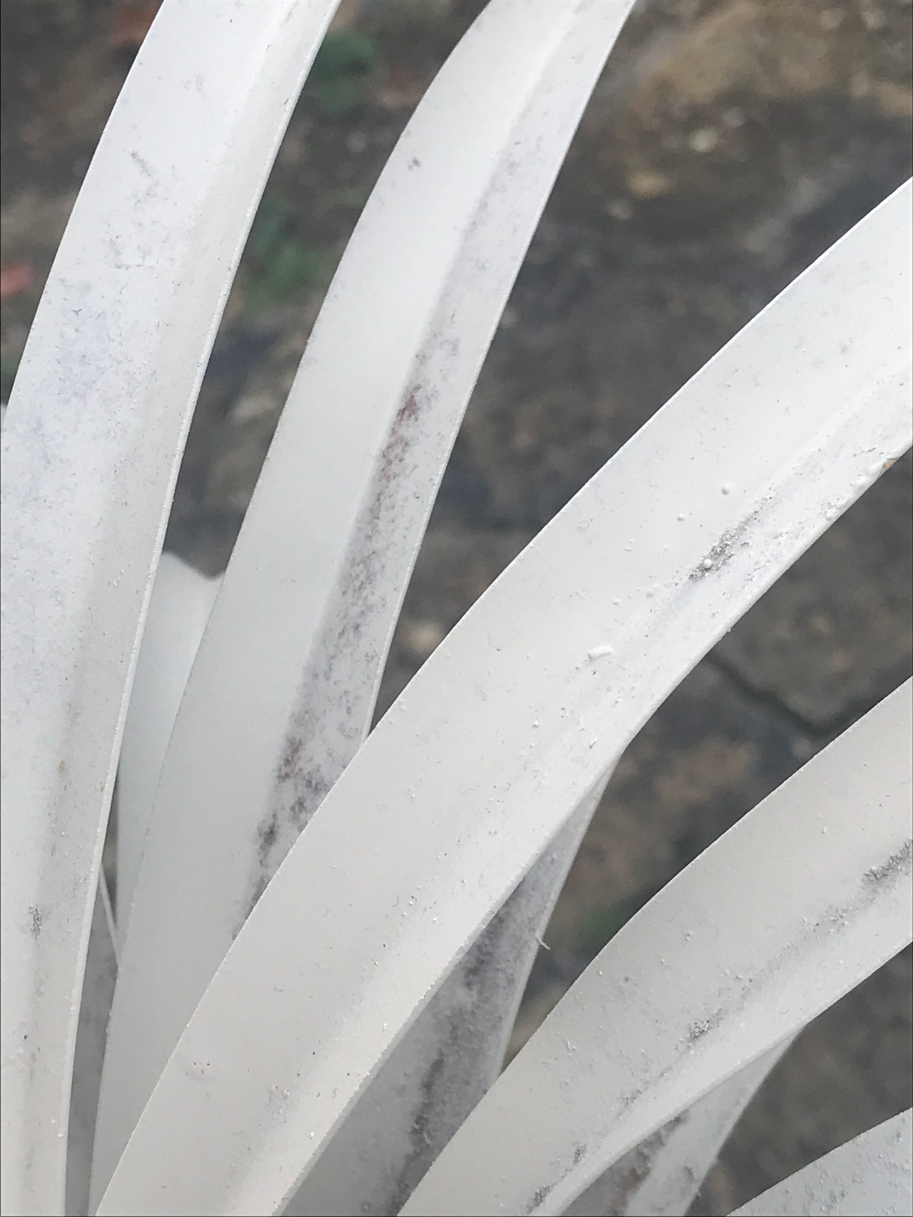 Palm lamppost by Sergio Terzani