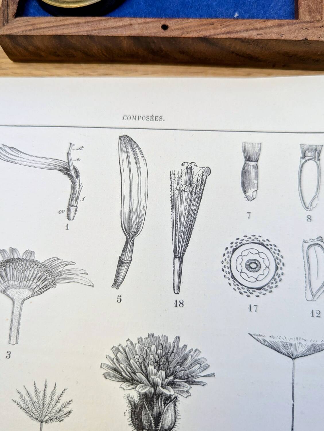 Printed in 1889, the composites. Old botanical plate.