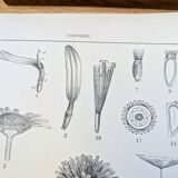 Printed in 1889, the composites. Old botanical plate.