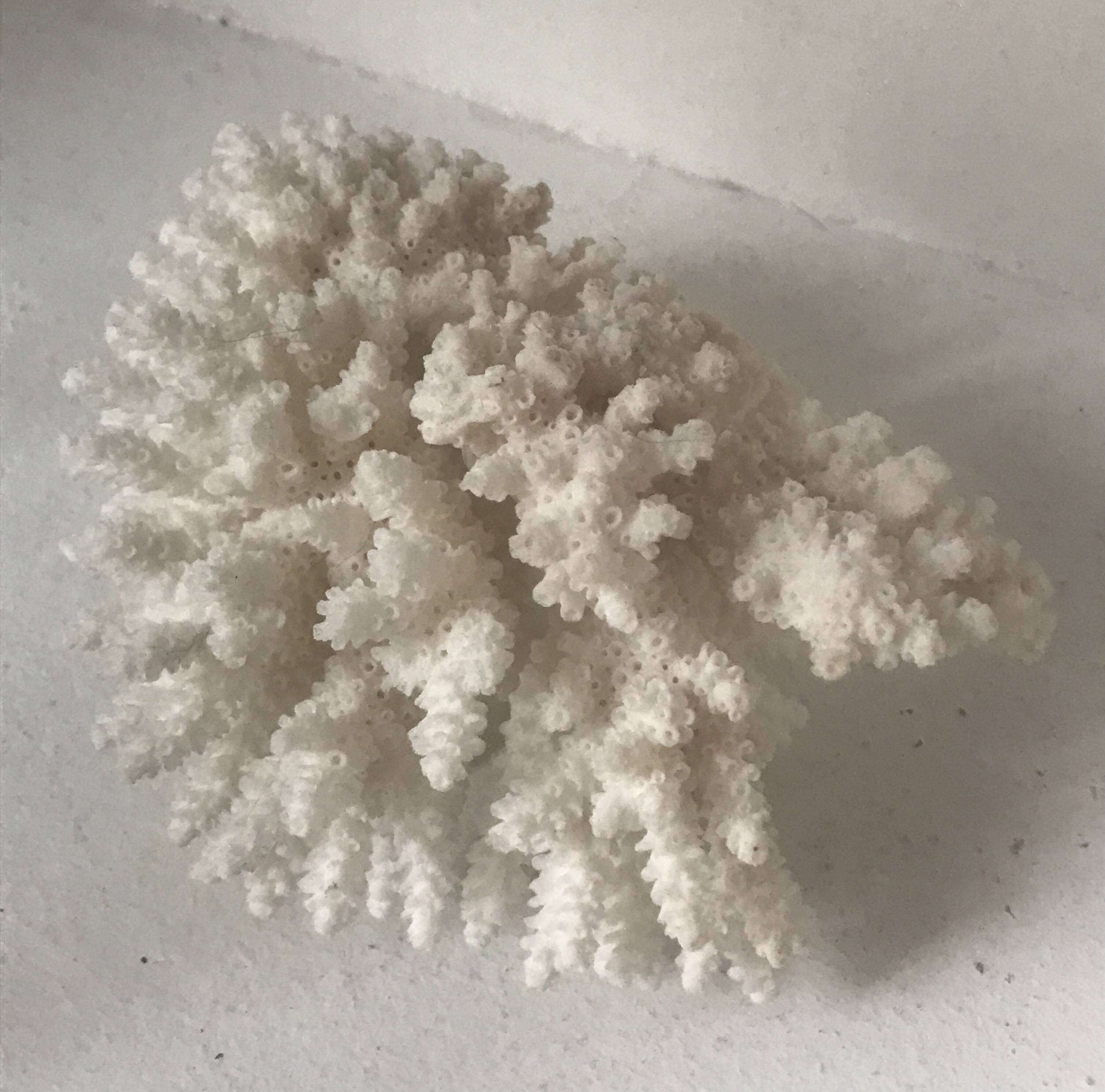 Petit bouquet de Corail blanc