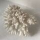 Petit bouquet de Corail blanc