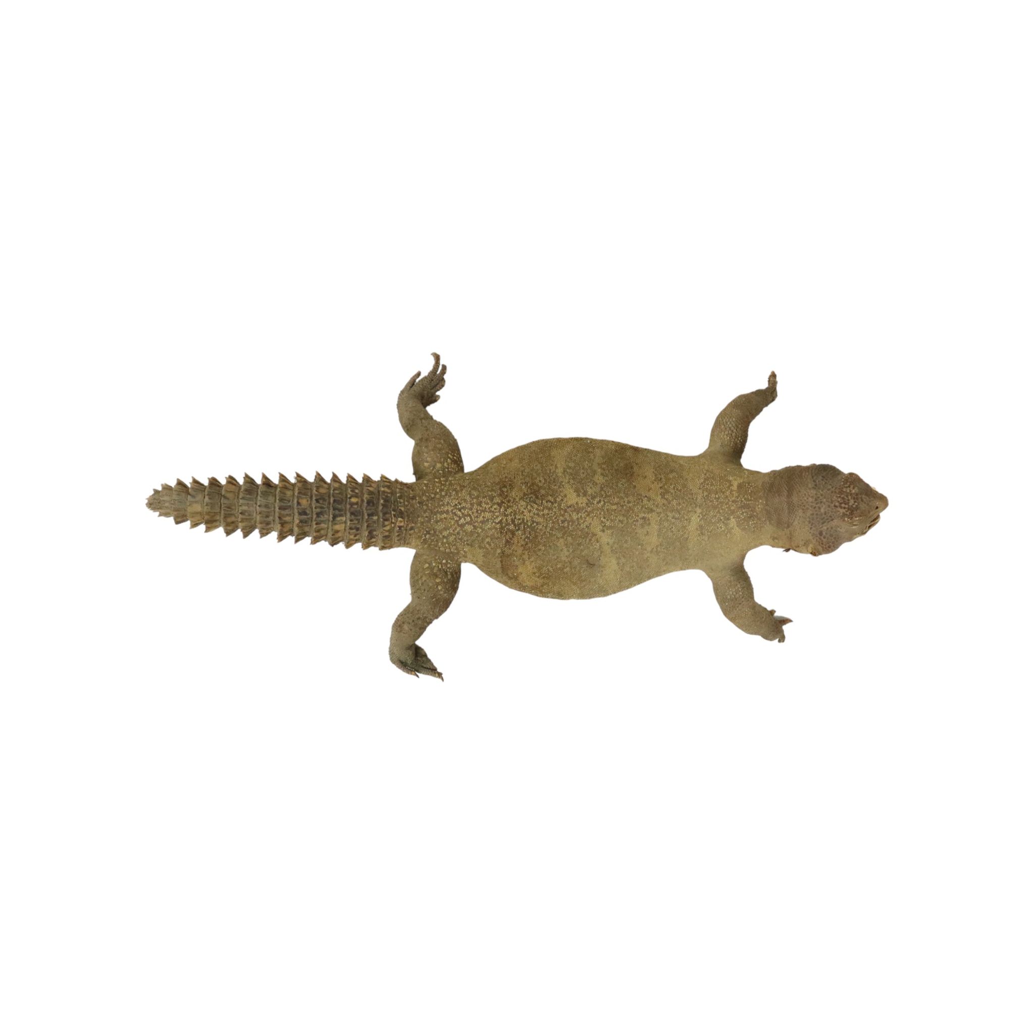 Big Stuffed Spiny-Tailed Dragon Lizard Taxidermy Africa Middle East Agamidae