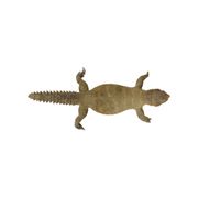 Big Stuffed Spiny-Tailed Dragon Lizard Taxidermy Africa Middle East Agamidae