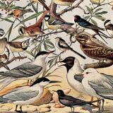 Lithograph on useful birds from 1911 (pipit)