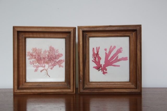 True alguier in walnut frame France 1960