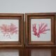 True alguier in walnut frame France 1960