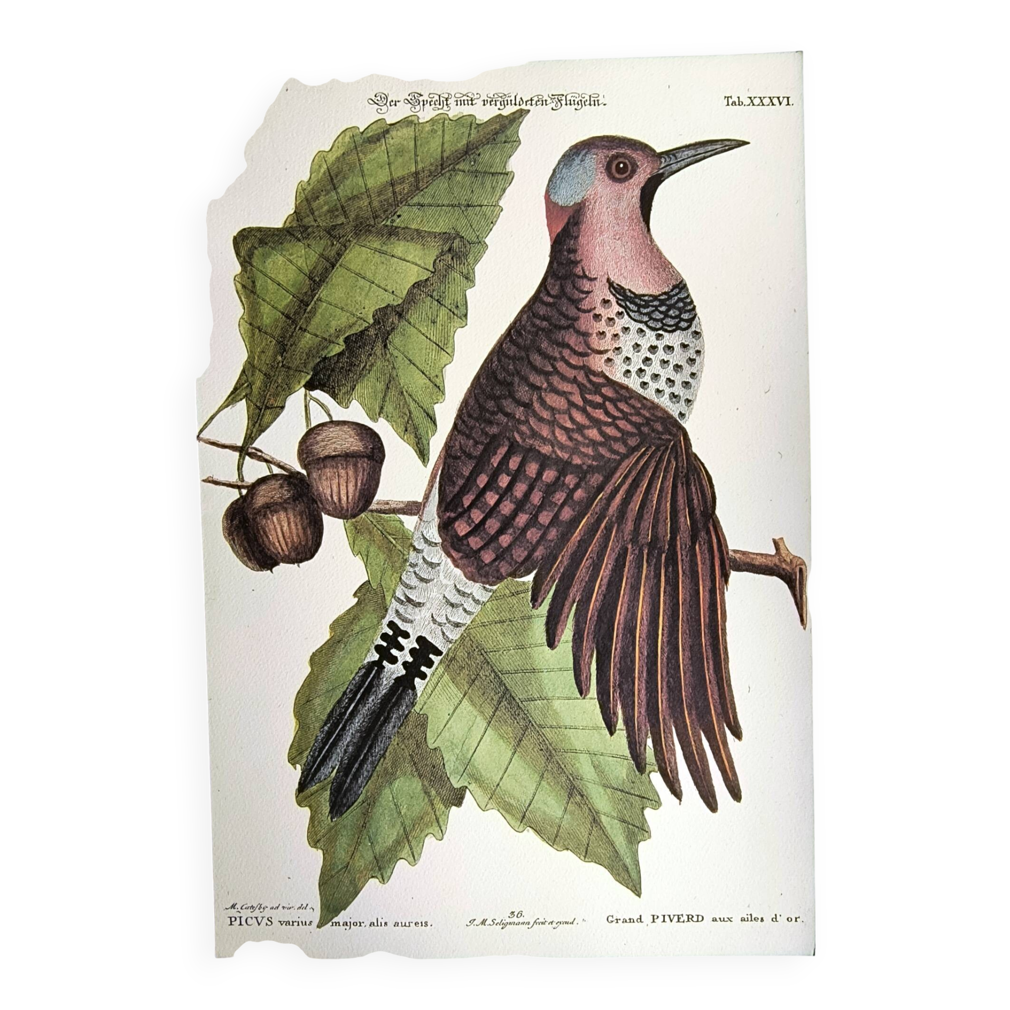 Antique bird engraving - Great Woodpecker - Zoological plate by Seligmann