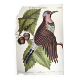 Antique bird engraving - Great Woodpecker - Zoological plate by Seligmann