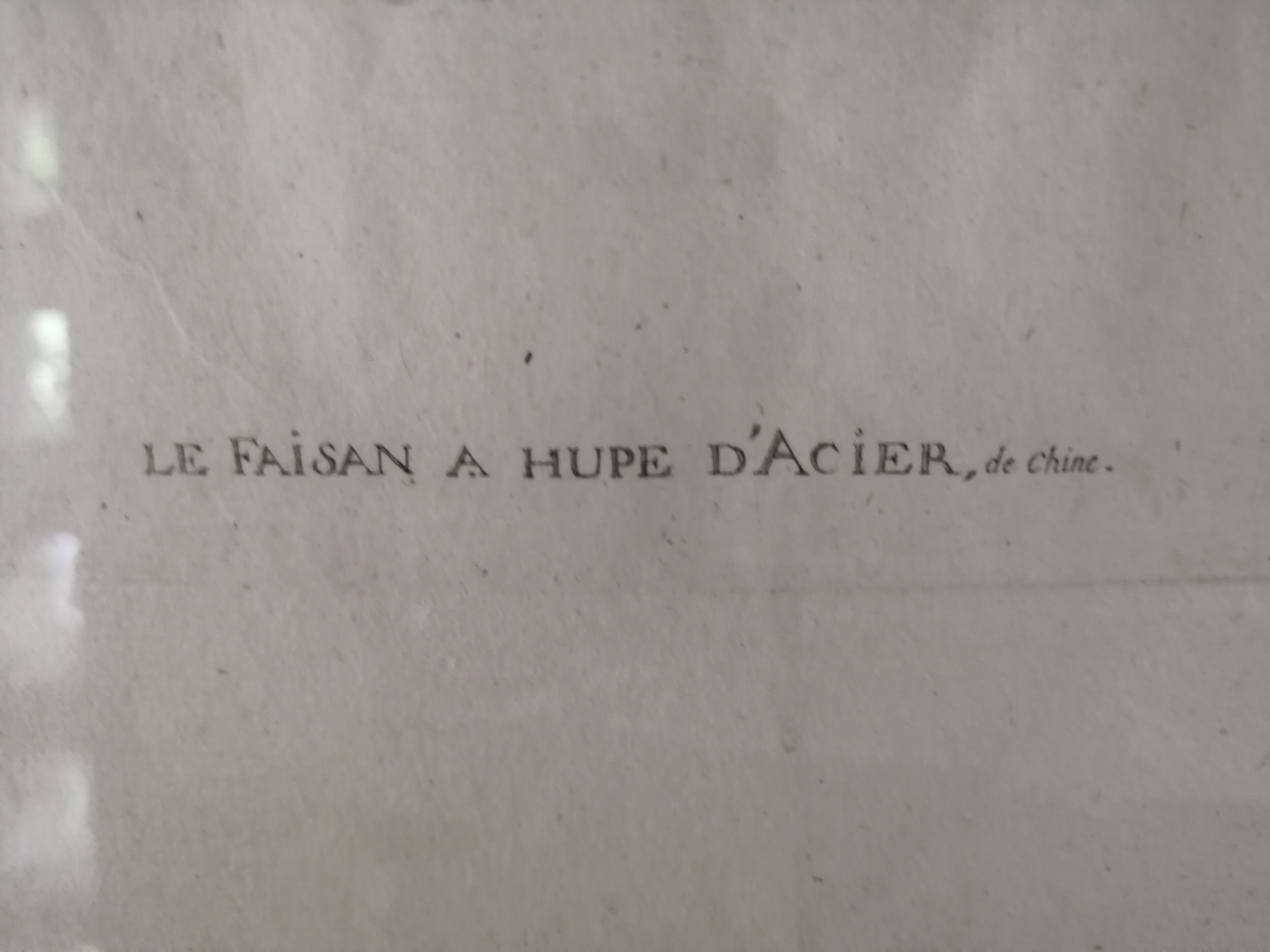 Framed ancient lithography by Martinet and Son