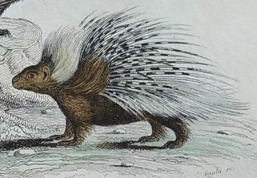 Original zoological plate " urson, porcupine, tamanoir,... - buffon 1840