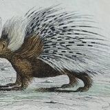 Original zoological plate " urson, porcupine, tamanoir,... - buffon 1840
