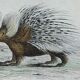 Original zoological plate " urson, porcupine, tamanoir,... - buffon 1840